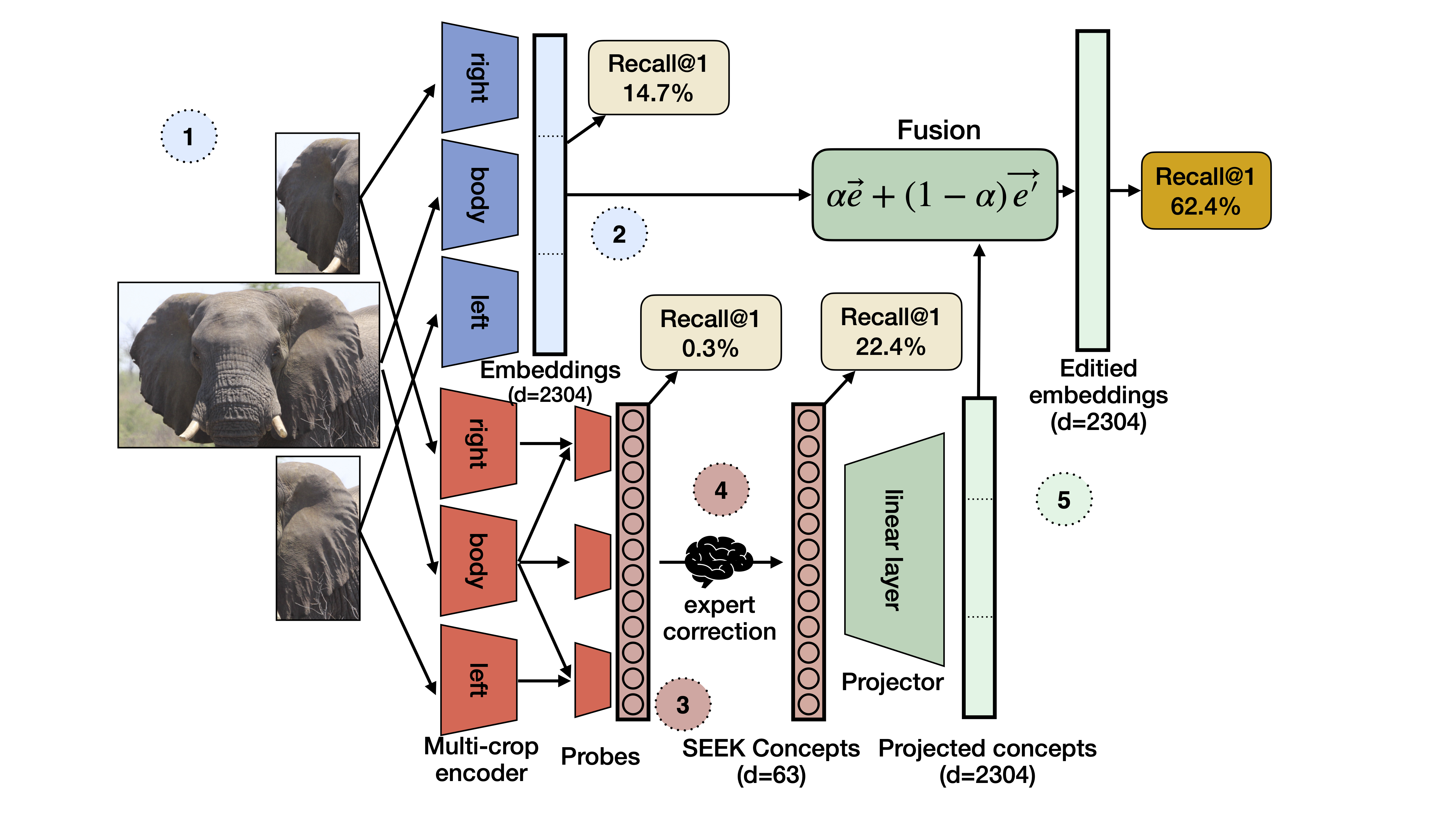 Thumbnail for SEEK-CBM: Editable and Interpretable Retrieval for Elephant Re-Identification